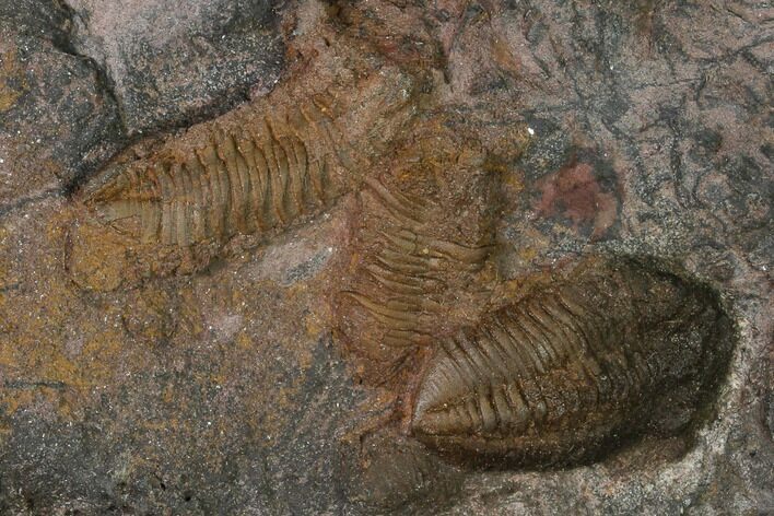 Cluster of Ordovician Trilobites - Tafraoute, Morocco #165257